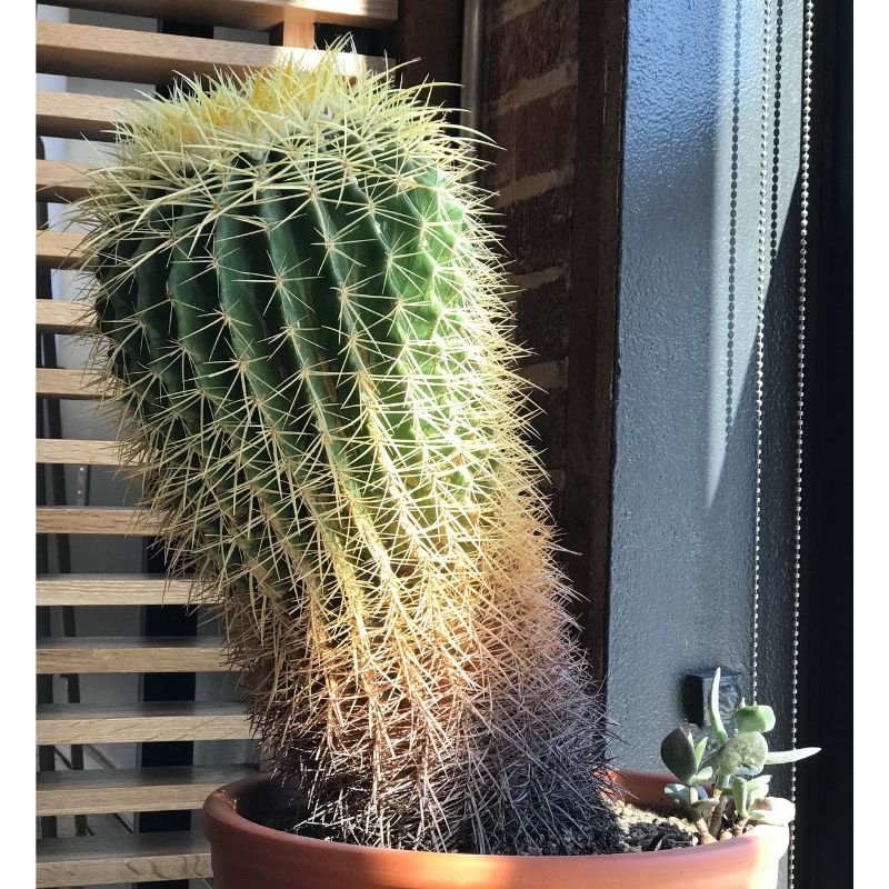 Cactus in the Sun